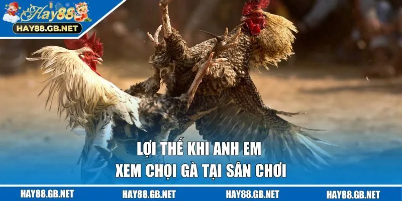 Lợi thế khi anh em xem chọi gà tại sân chơi